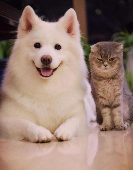 最近很火的猫咪折耳猫,有着天使的面孔的猫