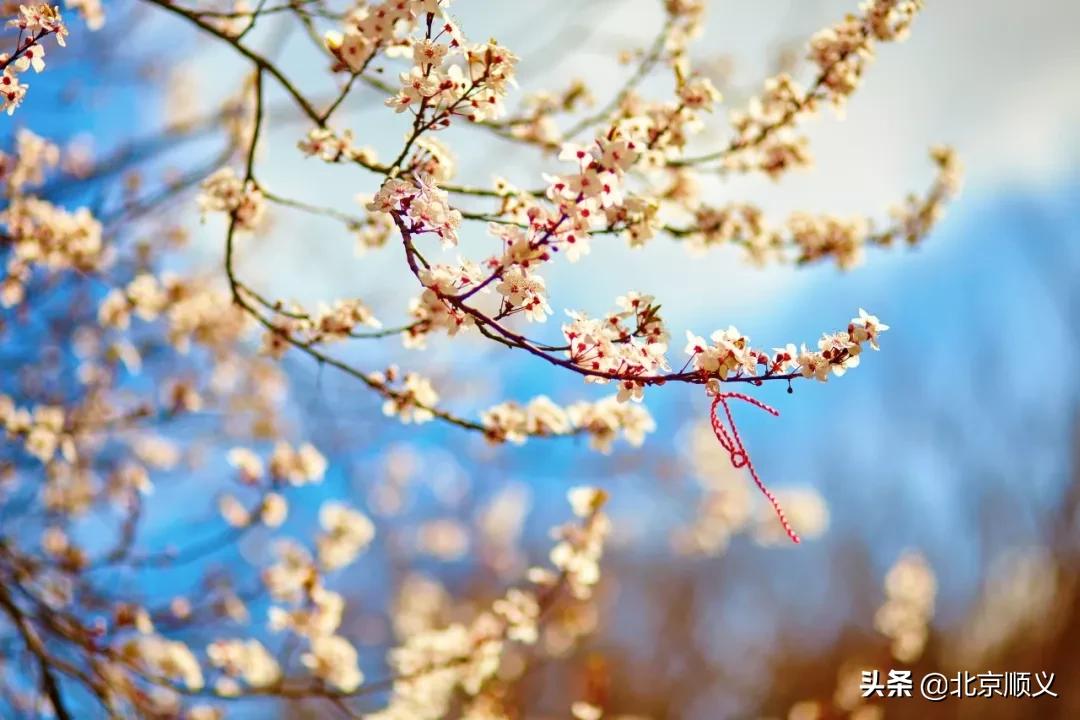 今日立春愿所有美好如期而至,今日立春愿一切美好随春而至