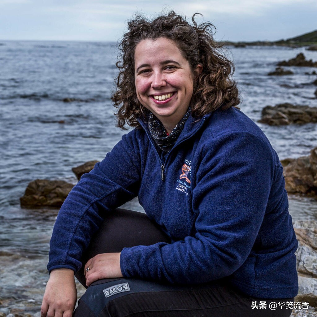 大白鲨与救命恩人,一条成年大白鲨