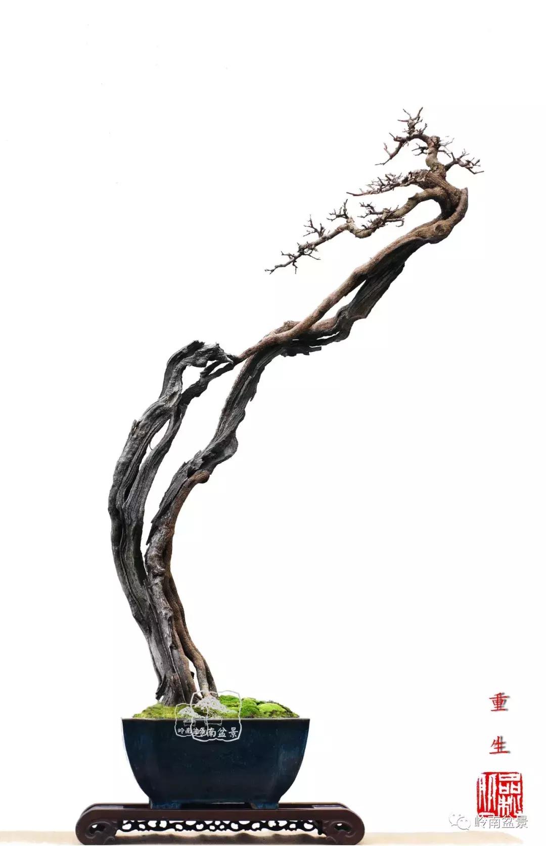 一盆盆景佳作究竟应该是怎样的,大师级盆景作品欣赏