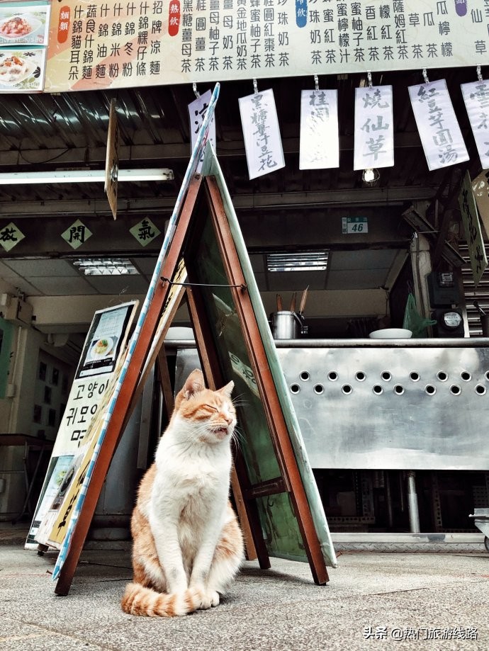 台湾猴硐猫村值得去吗,猴硐猫村旅游攻略