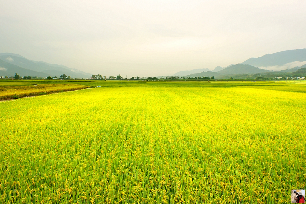 花东纵谷面积,花东纵谷什么意思