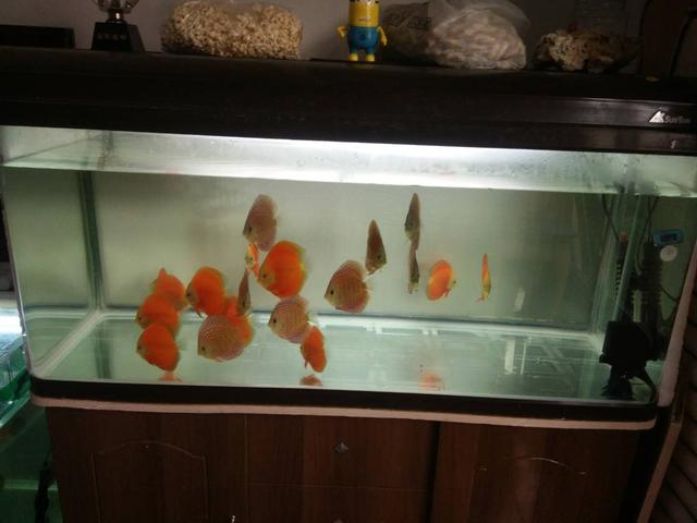 观赏鱼初入鱼缸注意事项,鱼缸养观赏鱼技巧