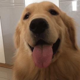 金毛正常吃喝但呕吐是什么原因,金毛突然呕吐是什么原因