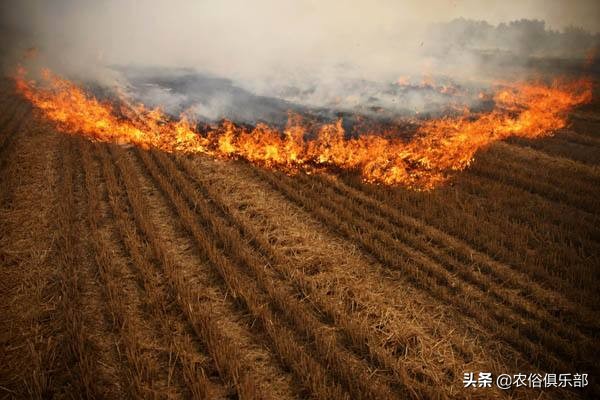烧秸秆禁令原视频,秸秆禁烧禁抛的通告