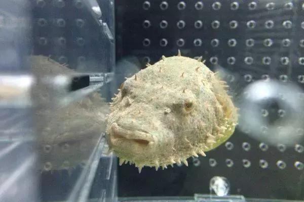 会咬鱼的观赏鱼,观赏鱼哪些不会咬人