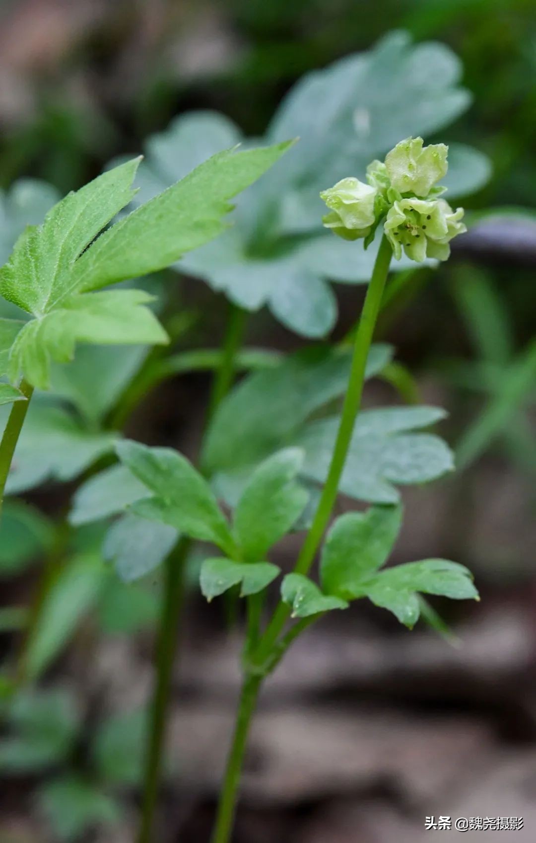 各个季节的野生兰花,北京百花山野生兰花图片