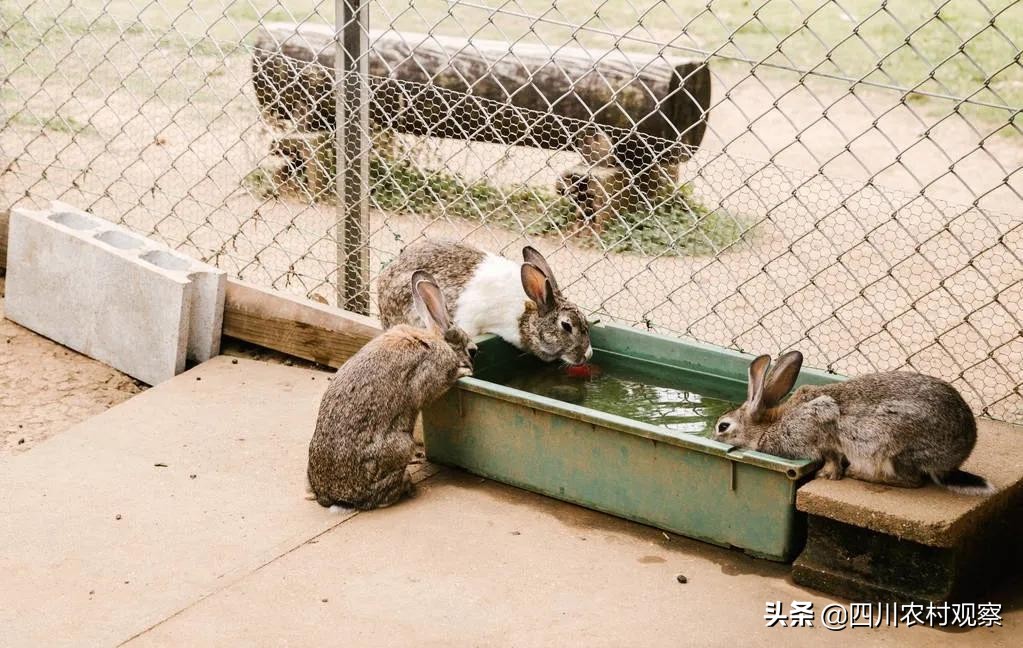 高温天气小兔子怎么照顾,高温期间兔生小兔子怎么办