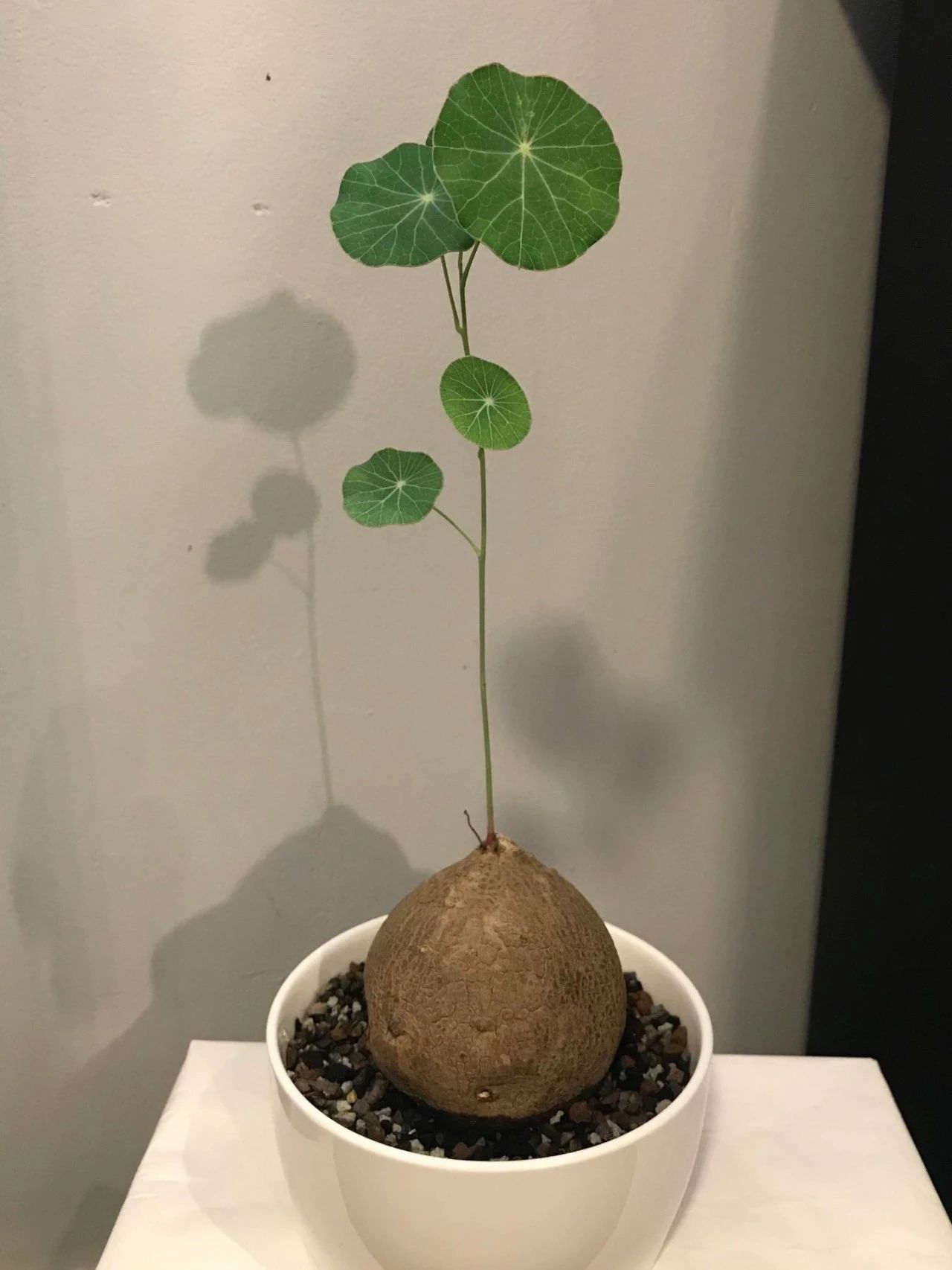 买了一个特小的山乌龟能长大吗,哪种山乌龟可以长叶子