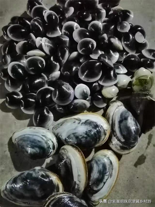 唐山乐亭旅游攻略一日游多少钱,唐山旅游乐亭祥云岛景点大全