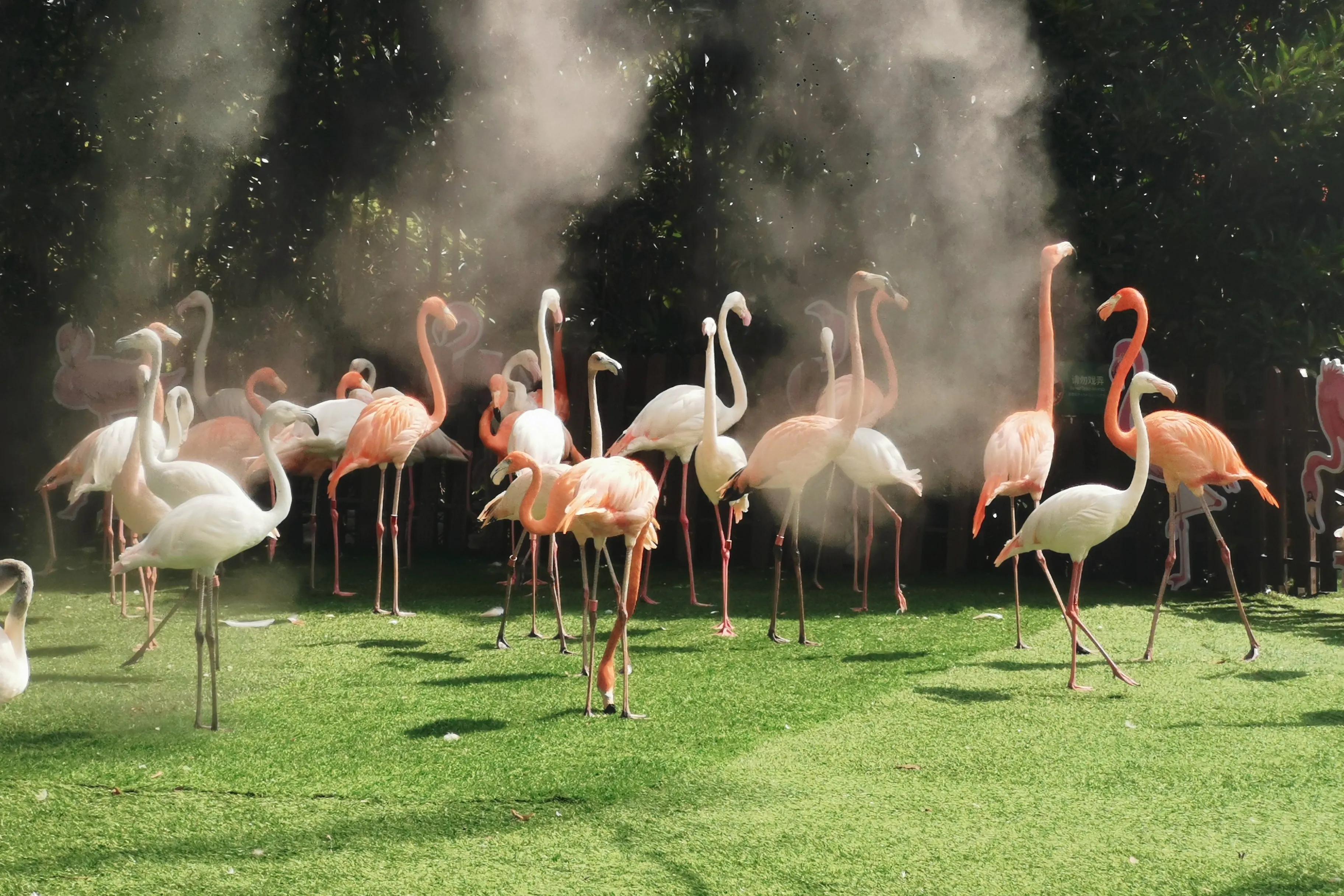 上海野生动物园真的值得去吗,上海野生动物园好玩吗值得去吗