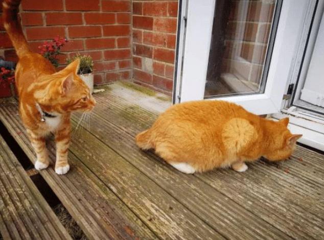 什么样的猫才是旺家猫,猫的九大习性代表着什么