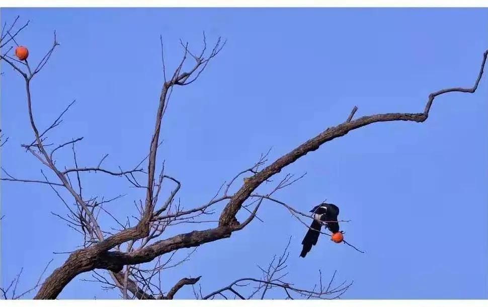 登封少林寺冬日,冬日登封龙山