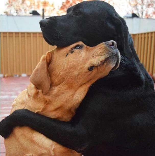 狗狗独自在家怎么解闷,狗狗自己在家怎么办