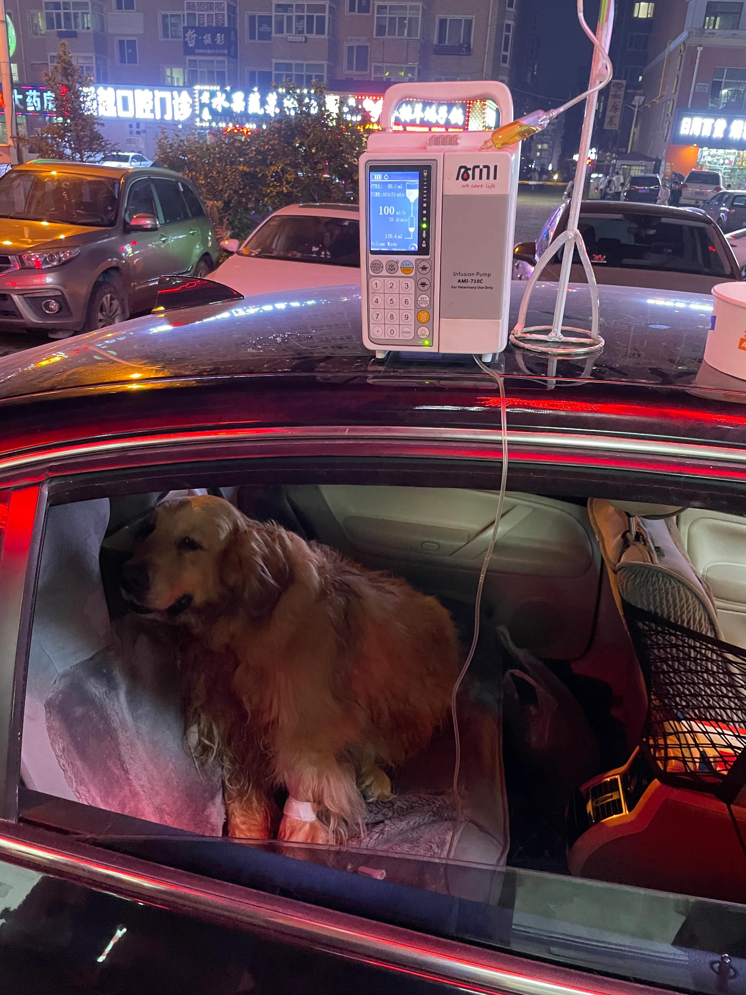 金毛中暑救回来案例,金毛中暑症状和解救方法