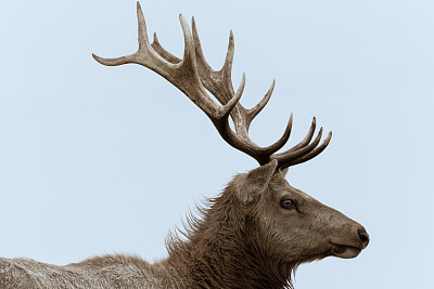 炖鹿茸吃要禁忌什么食物,鹿茸的功效与作用与禁忌