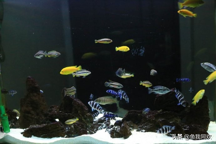 三湖慈鲷颜色变淡什么原因,三湖慈鲷底砂粪便怎么处理