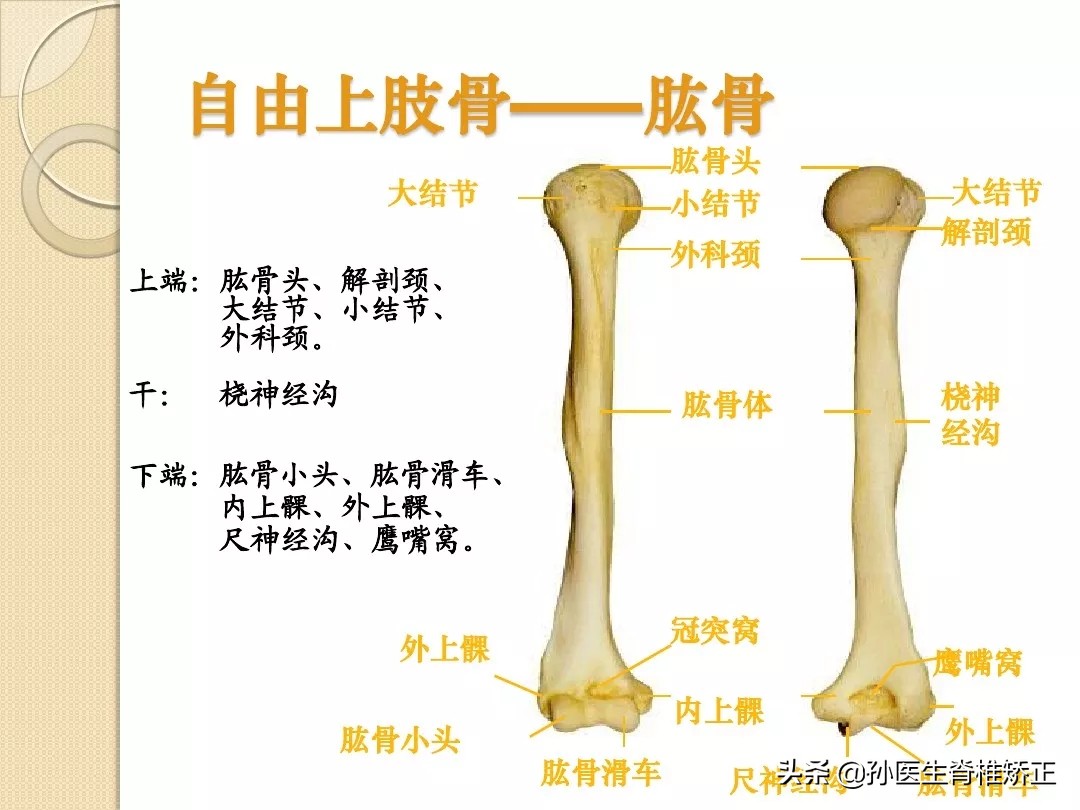 人体解剖学骨骼学思维导图,人体骨骼解剖学纪录片