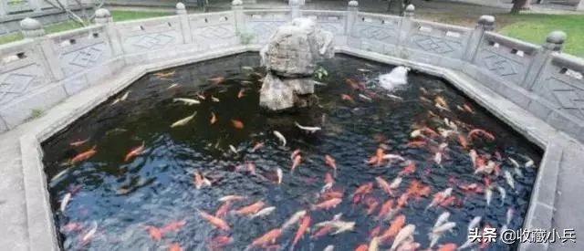 养锦鲤十大忌讳鱼池,养锦鲤最忌讳8件事