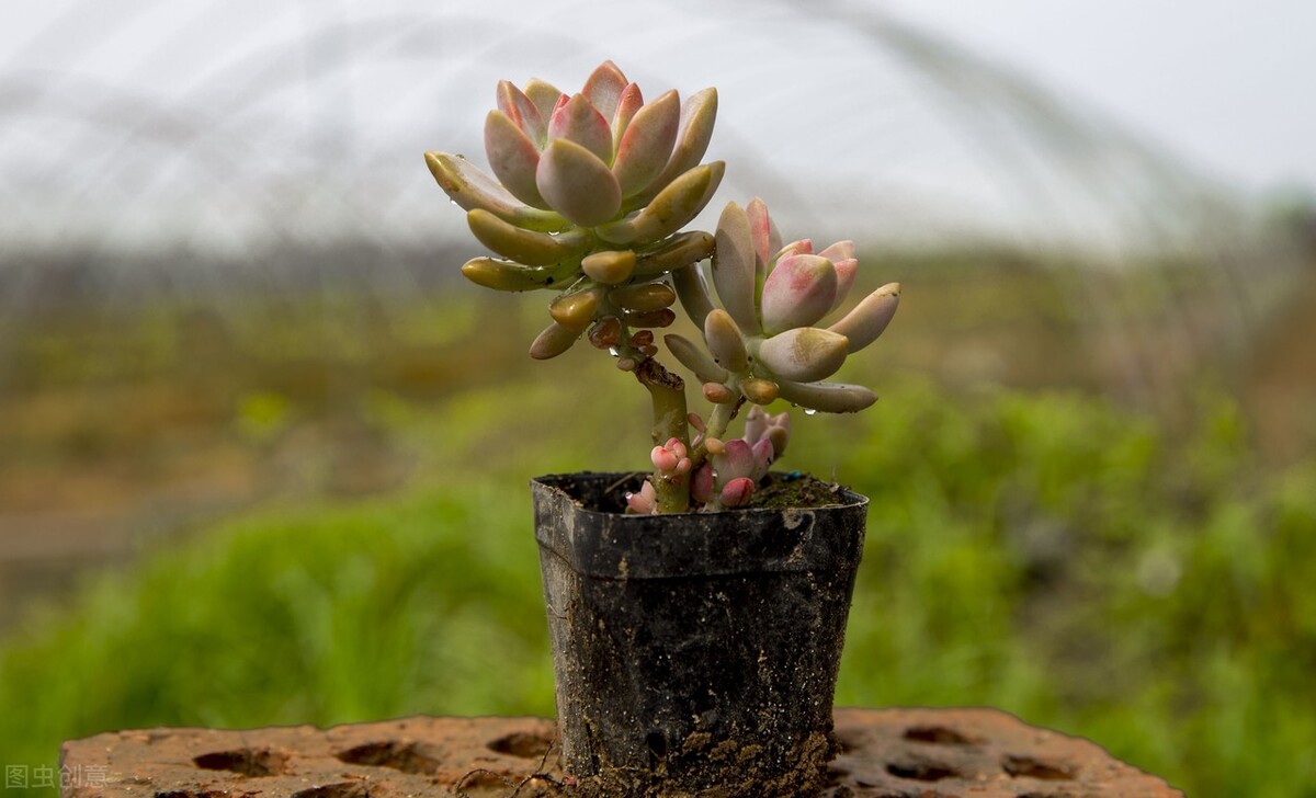 多肉植物有什么症状和注意事项,多肉植物的几种常见病