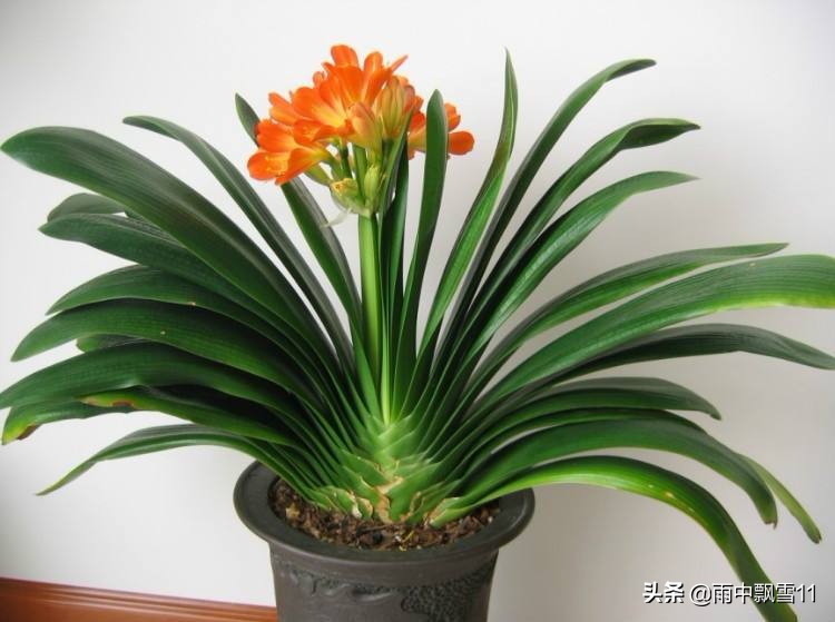 君子兰去年开花的今年还会开花吗,家养君子兰如何管理才开花