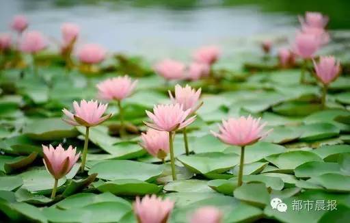 徐州荷花欣赏景区,徐州云龙湖赏荷花