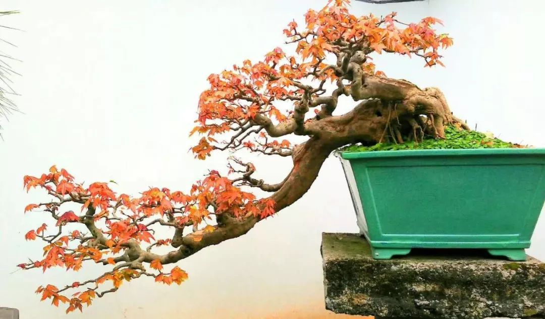 原创散文随笔,盆景之美的散文