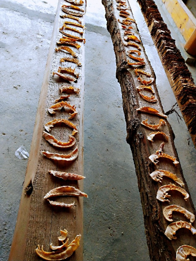 蓝竹笋要怎么做才好吃,蓝竹笋怎么做好吃又简单家常