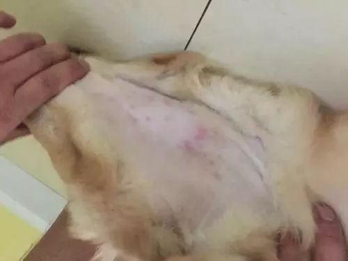 狗狗趾间炎皮肤溃烂怎么治疗,狗狗经常皮肤痒用什么药洗澡