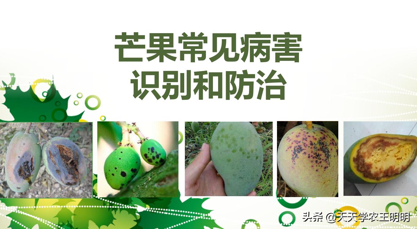 芒果炭疽用什么药,芒果炭疽