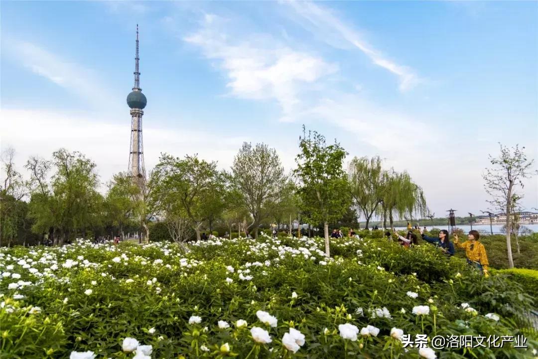 洛阳旅游年票包含牡丹节吗,洛阳牡丹文化节几号开始收门票