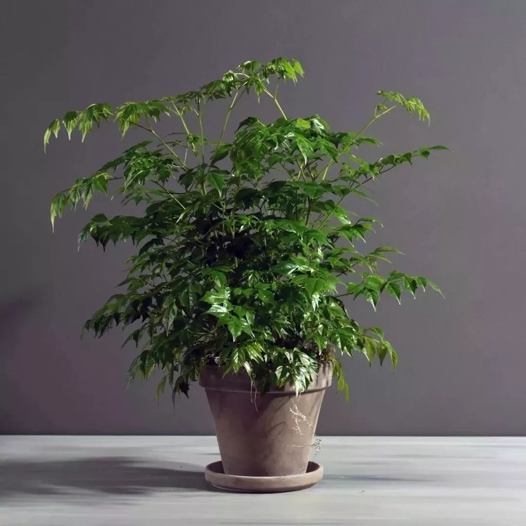 适合放在门口的寓意好的植物,植物寓意好的名字