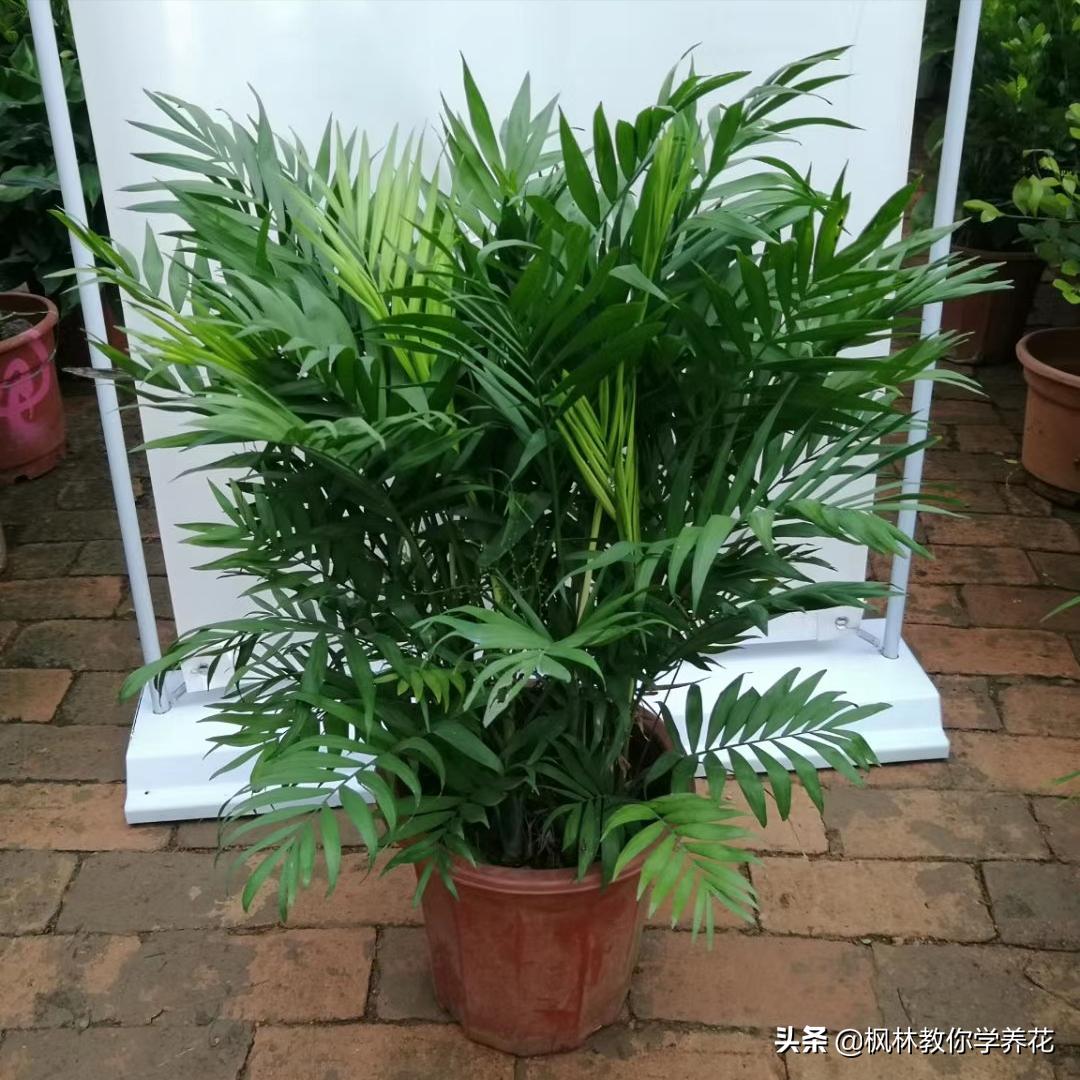 冬季常见花卉有哪些品种,无需刻意养护的花卉品种