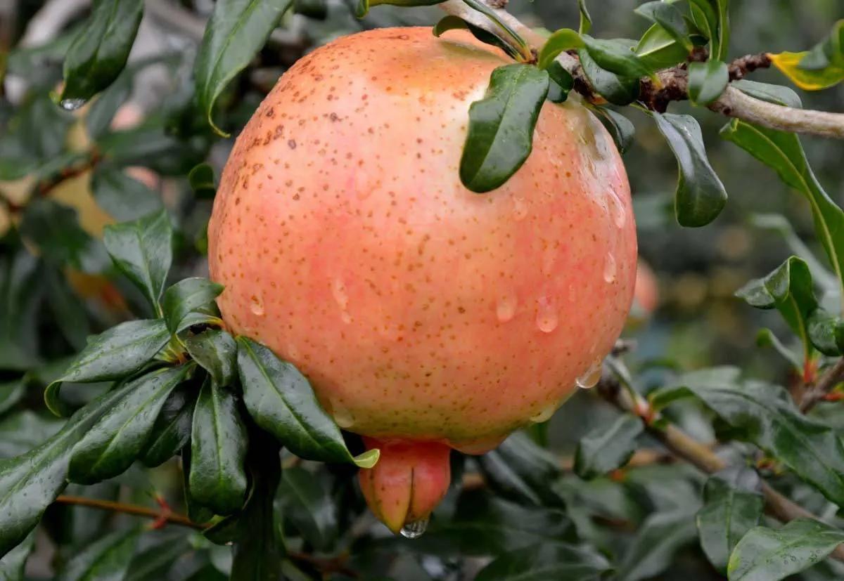 云南蒙自正宗石榴,蒙自特产石榴