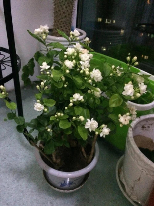 家养茉莉花施什么肥,家养茉莉花的养殖方法