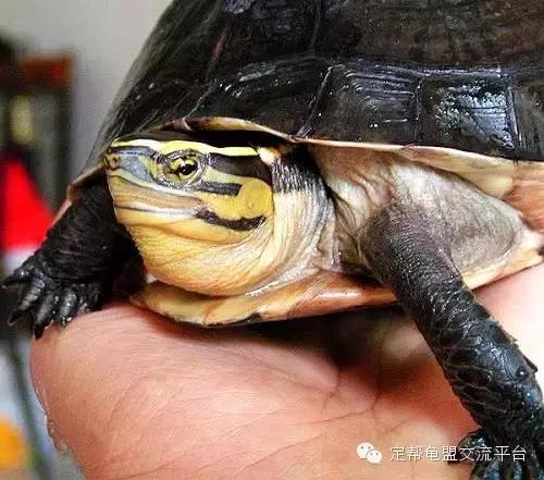 安布闭壳龟玩家,安布闭壳龟好玩吗