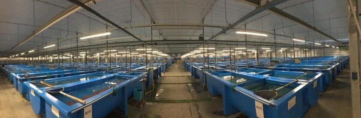 锦鲤自然鱼池繁殖方法,锦鲤自然繁殖方法视频教程