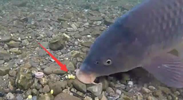 各类鱼吃饵方式,如何大几率让鱼吃钩饵