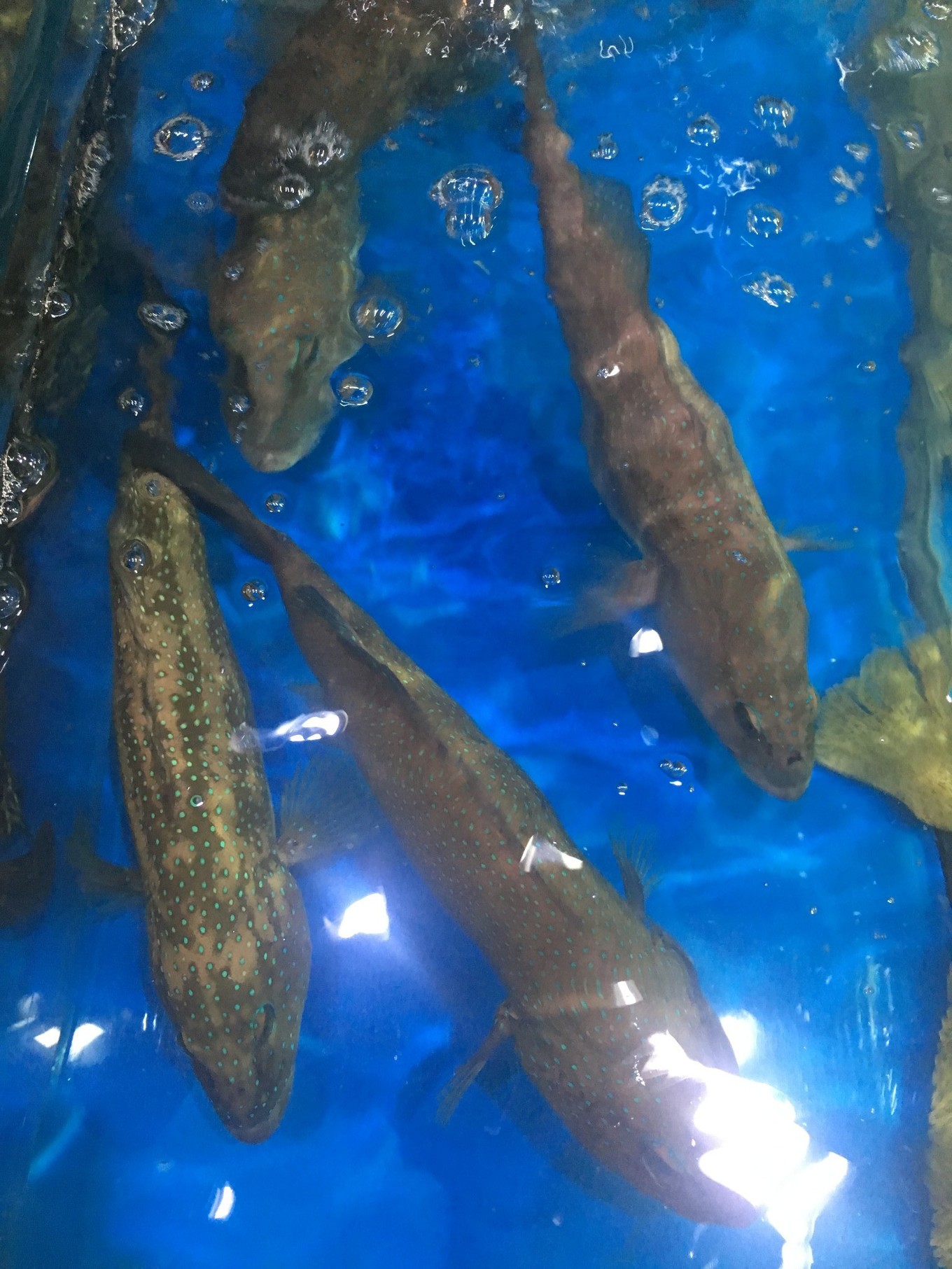 三亚旅游吃海鲜防宰攻略,三亚蜈支洲岛吃海鲜攻略