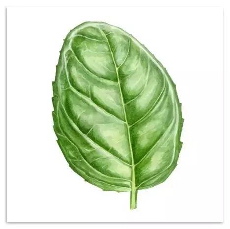 超写实绘画真实吗,超写实的植物绘画