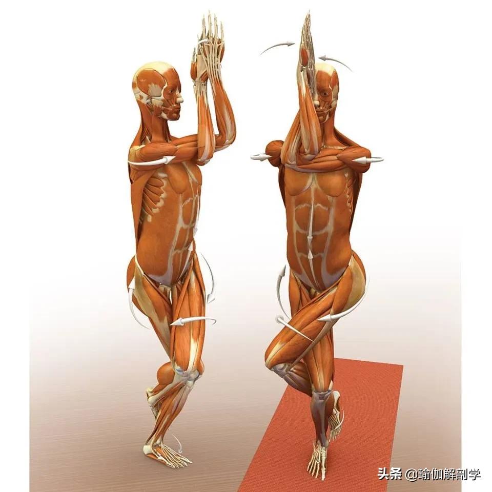 正位瑜伽哈他体式编排,精准正位60分钟瑜伽体式