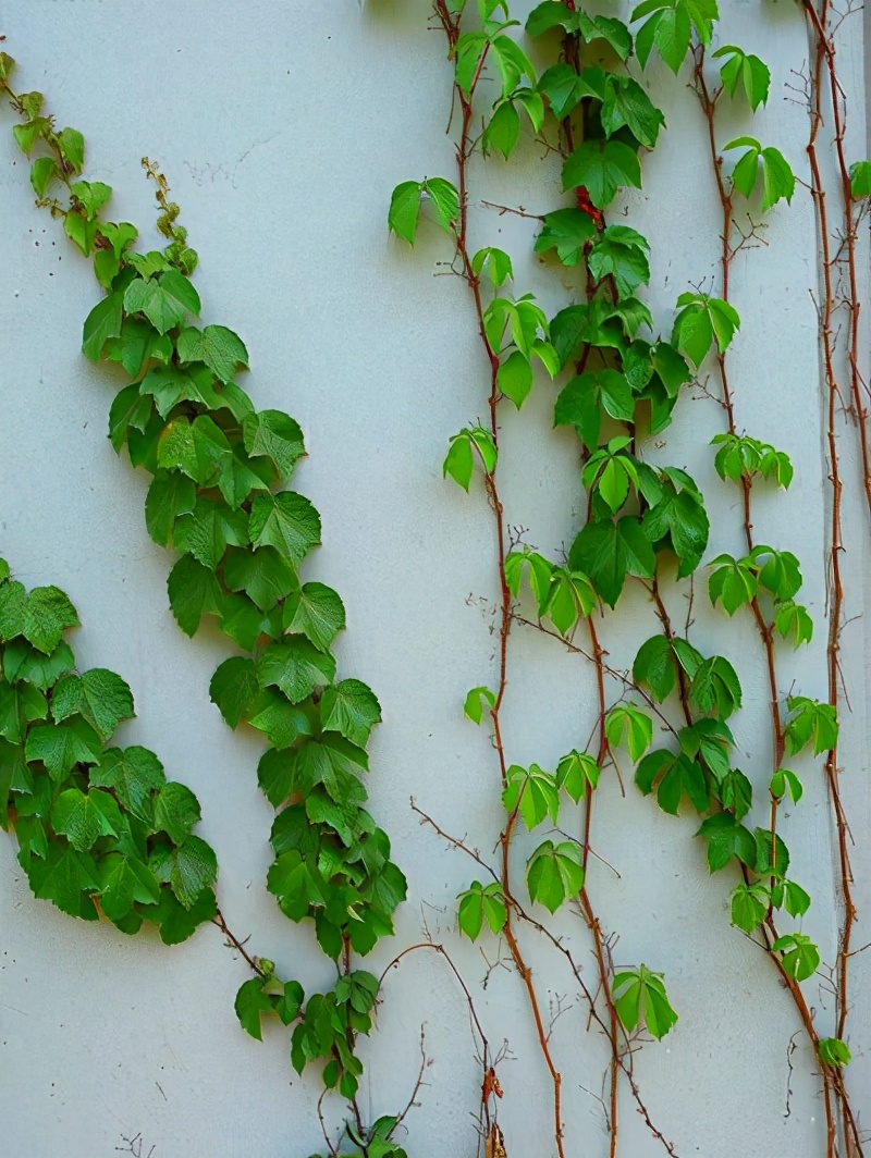 哪种爬藤花好养也长得快,爬藤花什么品种最好看