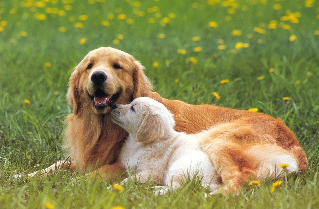 常见的20种狗狗,带大家认识不一样的狗狗