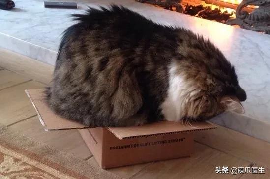 猫睡相太丑,因为猫样子丑所以被遗弃