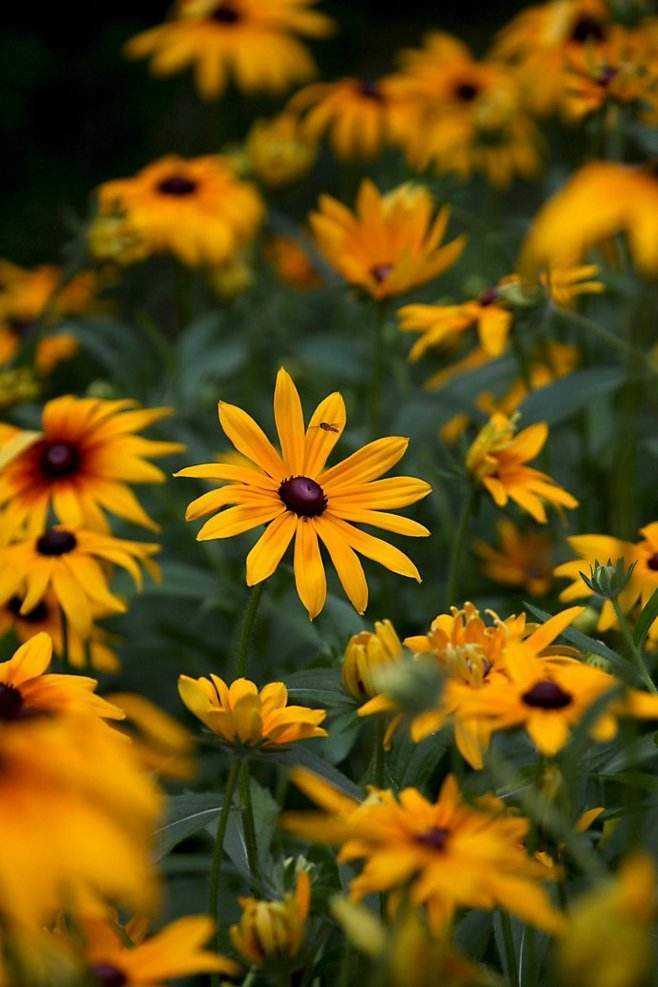 日光菊怎么养护,路边的小野菊怎么养