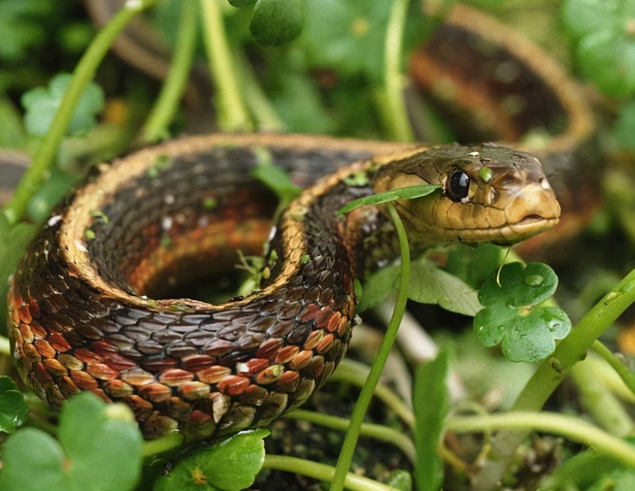 贵州出现大量的蛇进入家里,3米长大蛇出没吓坏村民