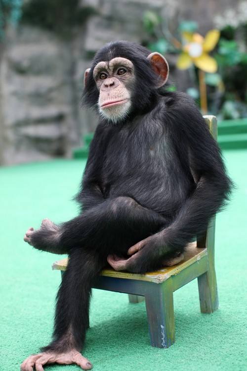 世界上最聪明的动物之一章鱼,世界上最聪明的黑猩猩宠物