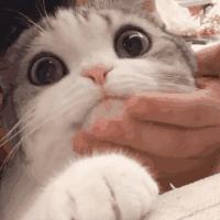 不小心把猫咪胡子弄掉了怎么办,猫的胡子掉了是怎么了