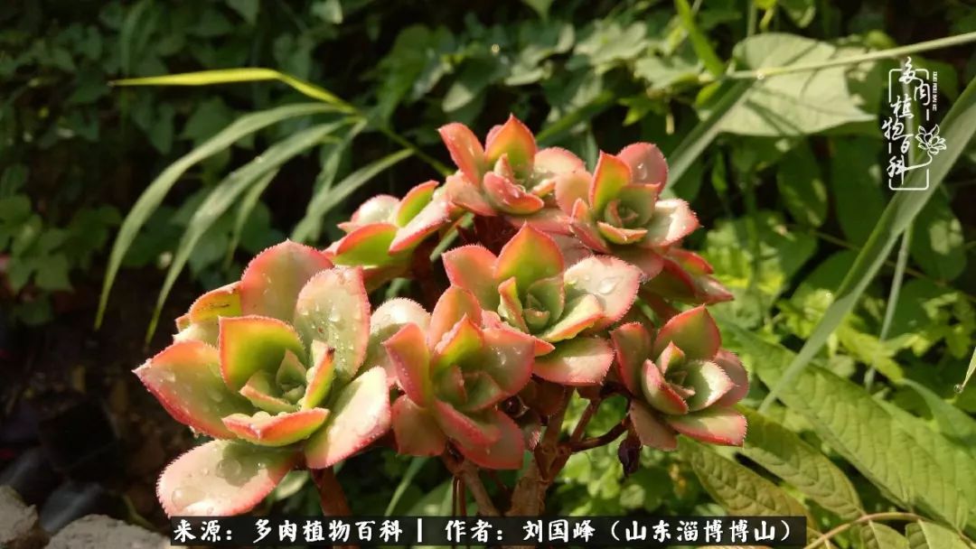 多肉安全度夏技巧,多肉如何度夏教学