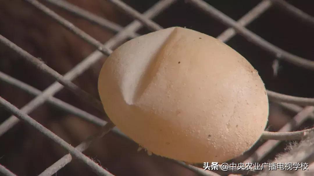 母鸡下软壳蛋吃什么改善,母鸡下软壳蛋怎么补救